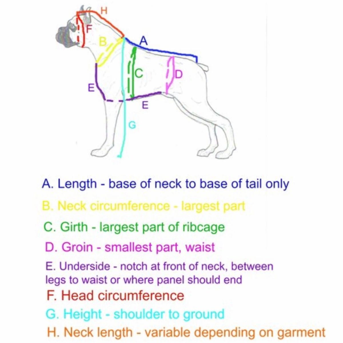 Measuring a dog top for a coat